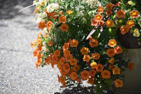 Flowers in a Pot