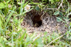 Wasp carries ball of mud away from the entrance to its nest, a hole leading underground