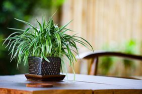 Spider Plant on Table