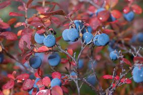 Blueberry tout crop