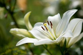 Sympathy Flowers