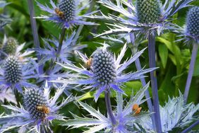 Sea Holly