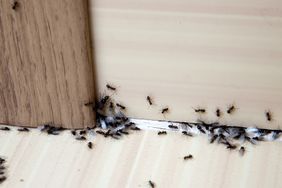 Ants in the house on the baseboards and wall 