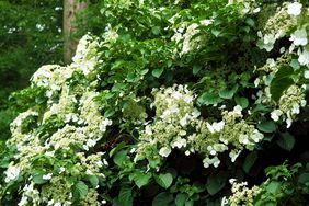 hydrangea flowering vine