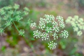 Poison Hemlock