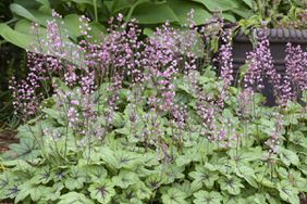 Heucherella 'Pink Fizz' 