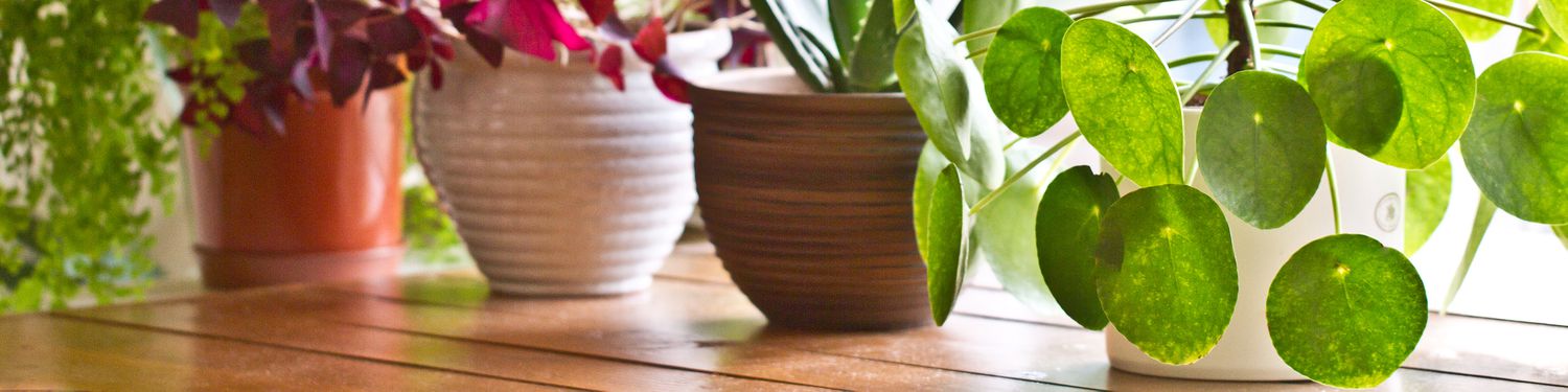 Houseplants on a windowsill