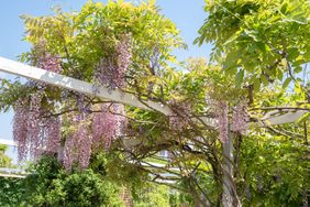 wisteria