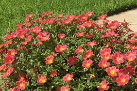 Portulaca