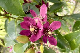 Closeup of âStellar Rubyâ Magnolia from the Southern Living Plant Collection