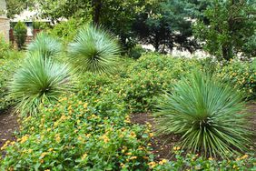 Yucca Plant and New Gold Lantana