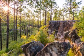 The morning sun shines though the trees at Kisatchie National Forest