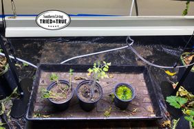 Grow Lights in a tested environment