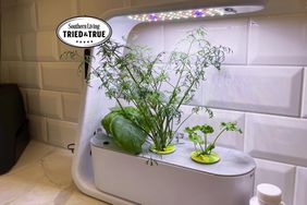 Herbs growing inside of an AeroGarden Sprout