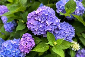 Hydrangea with purple-blue blooms