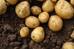 Potatoes in ground