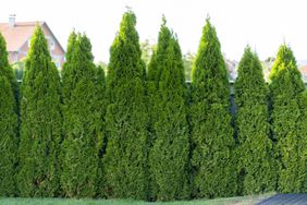 Thuja Green Giant