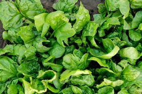 Spinach in garden