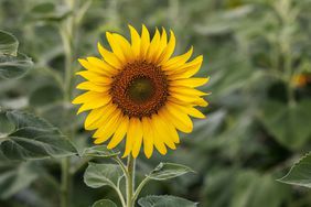 Sunflower blooming in field