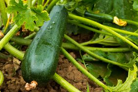 Zucchini in garden