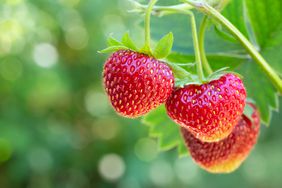 Ripe strawberries