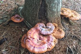 Turkey Tail Mushroom on Tree