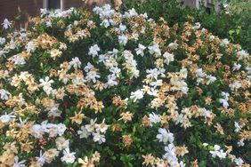 White and Brown Gardenia Flowers