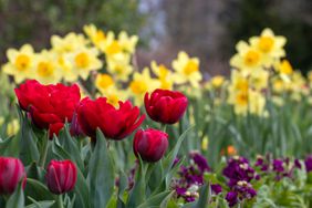 Daffodils and Tulips Blooming