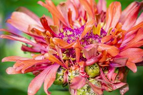 A beautiful hot pink zinnia bloom